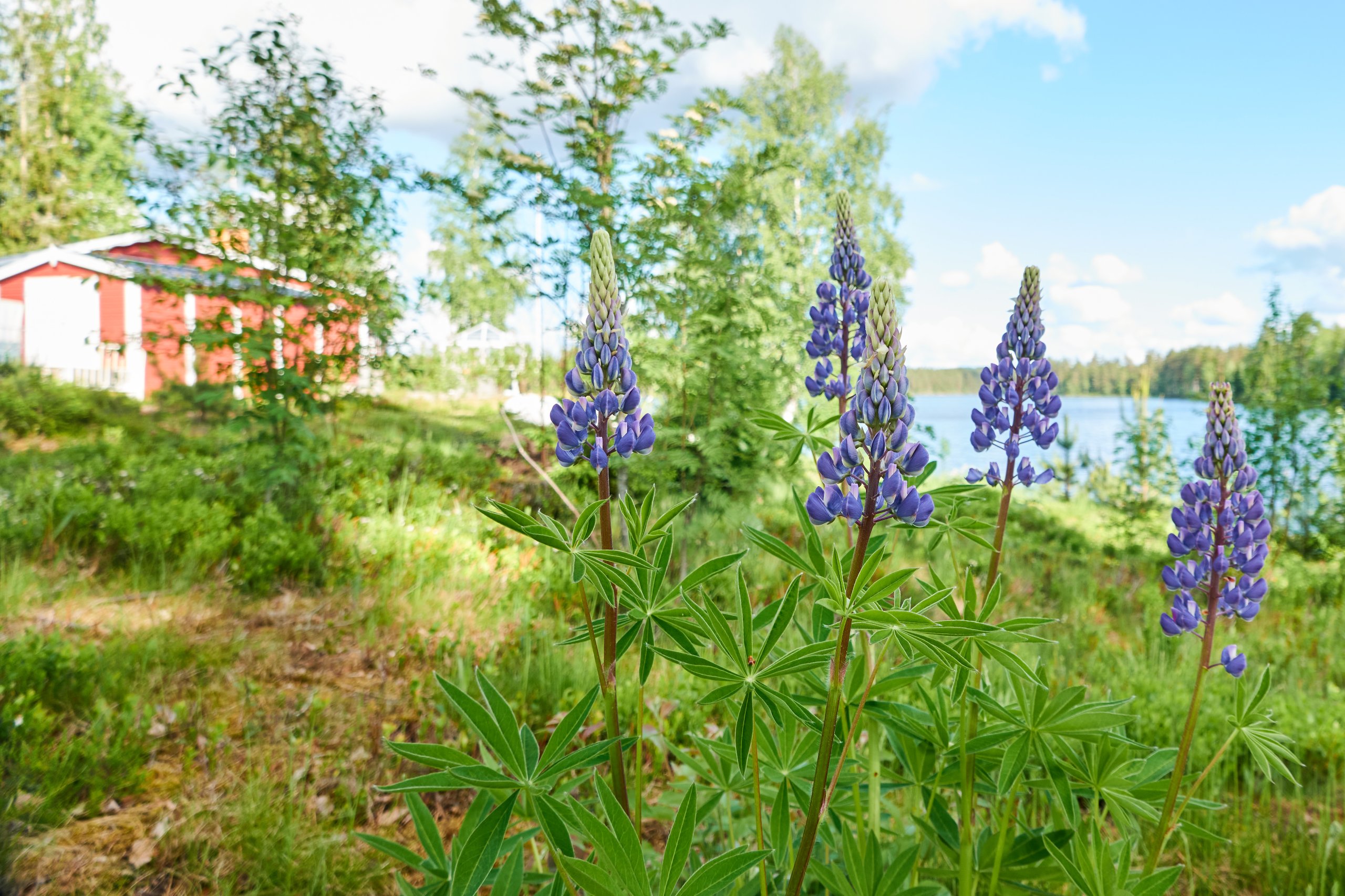 2024 05 24 Sverige 0097